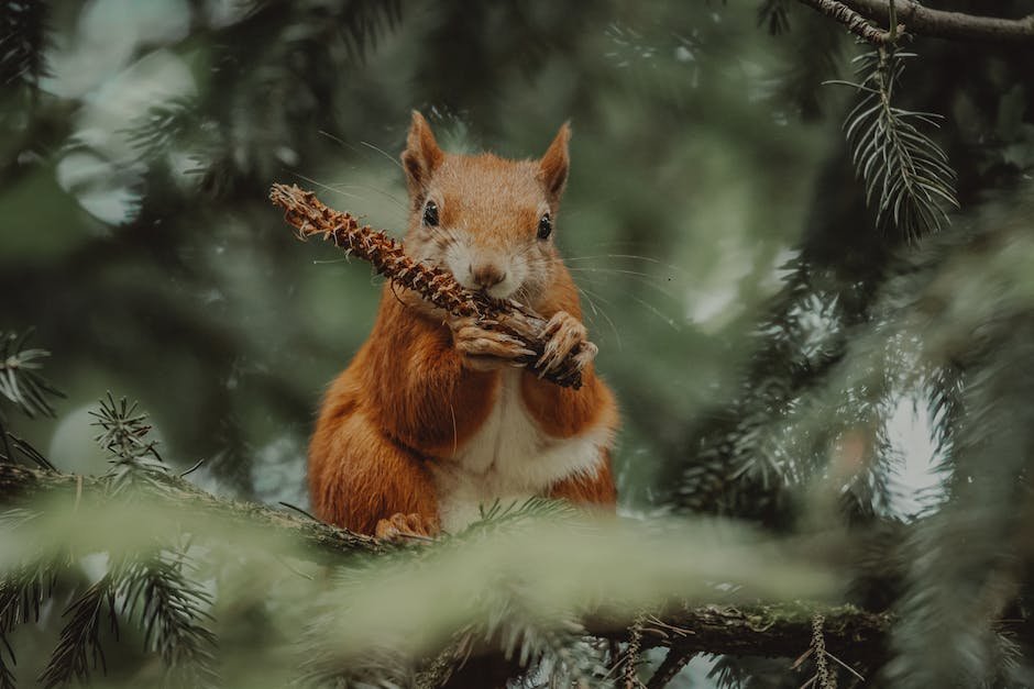 can dwarf hamster eat carrots