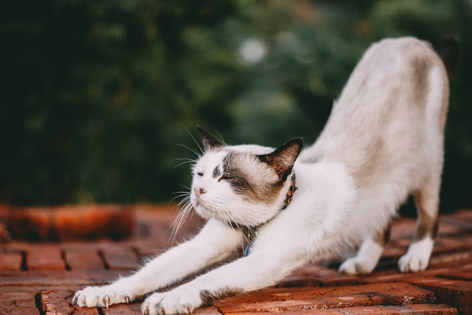 cat ate a rubber band