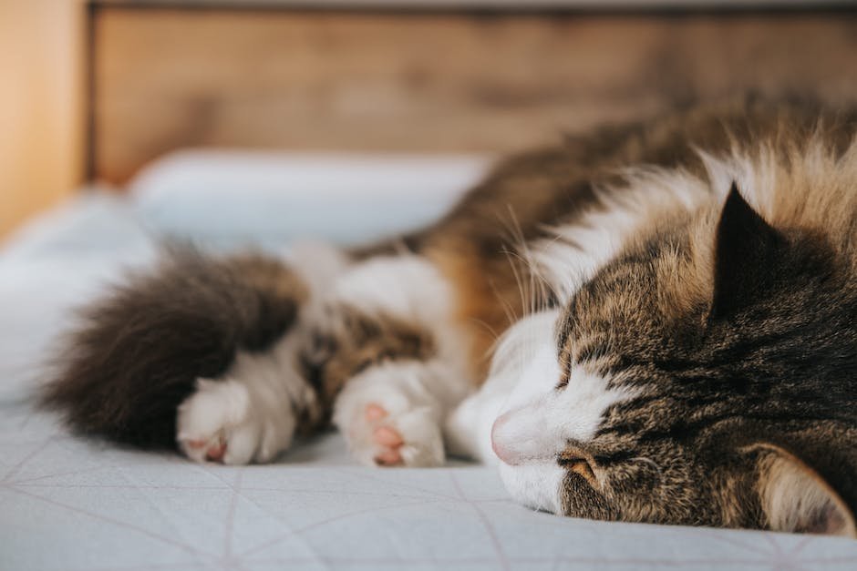 cat breed with fluffy tail