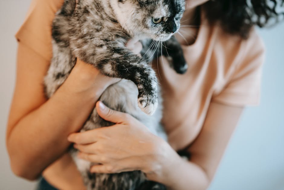 cat breed with fluffy tail