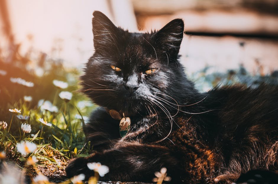 cat with fluffy tail breed