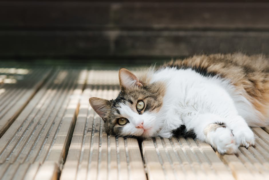 cat with fluffy tail breed