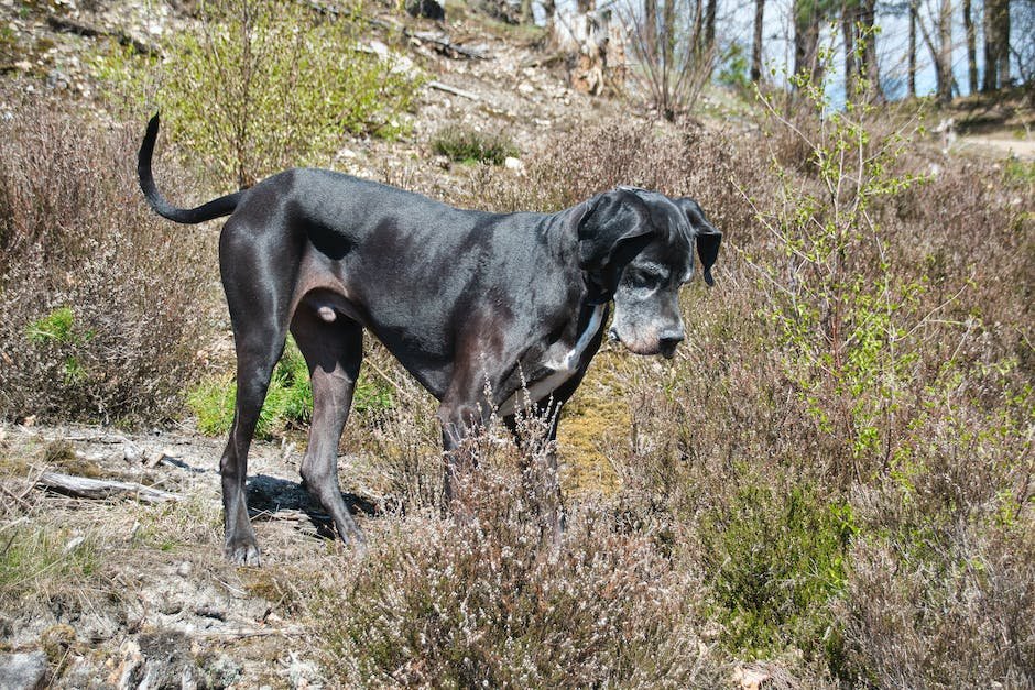 great dane mixed with pitbull