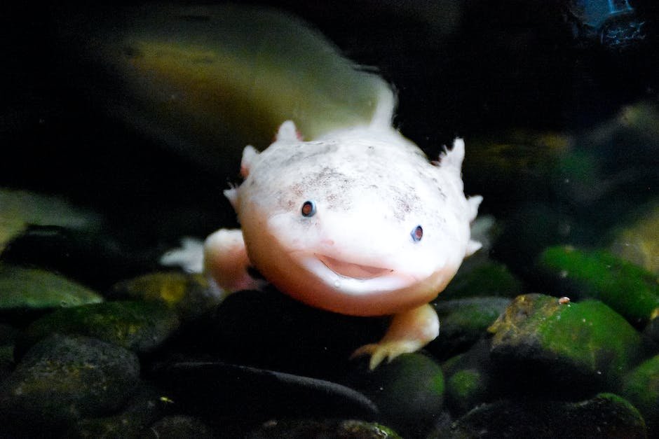 how much is an axolotl