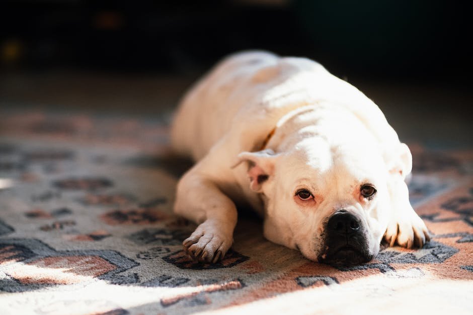 old english bulldog mix with pitbull