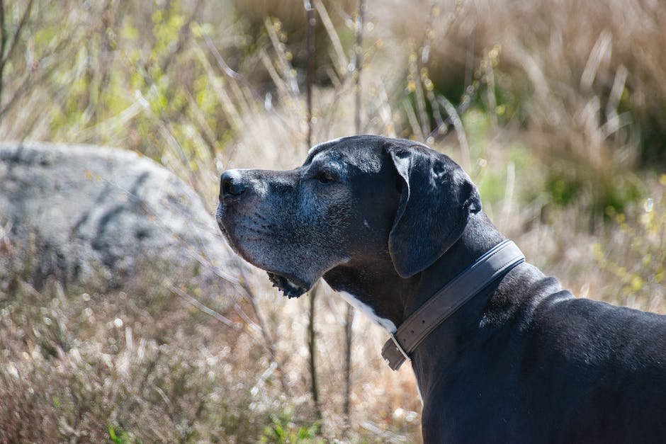 pitbull mixed with great dane