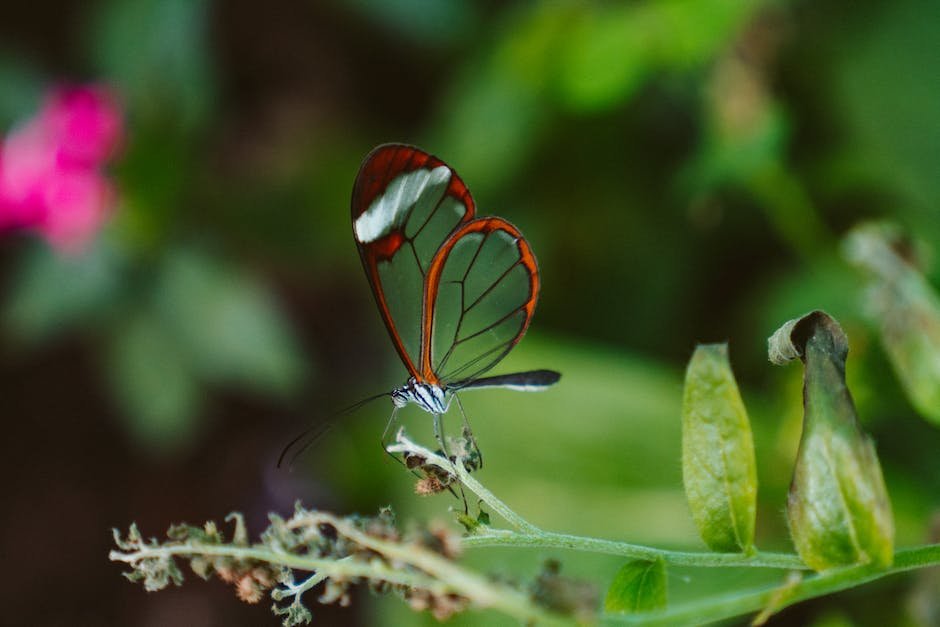 can a parakeet survive in the wild