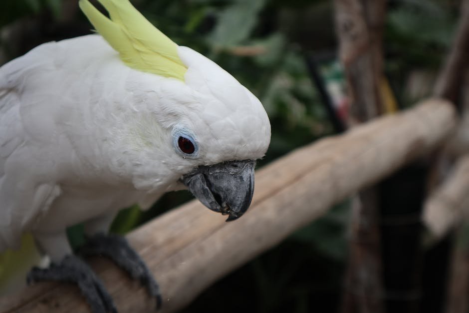 can a parakeet survive in the wild