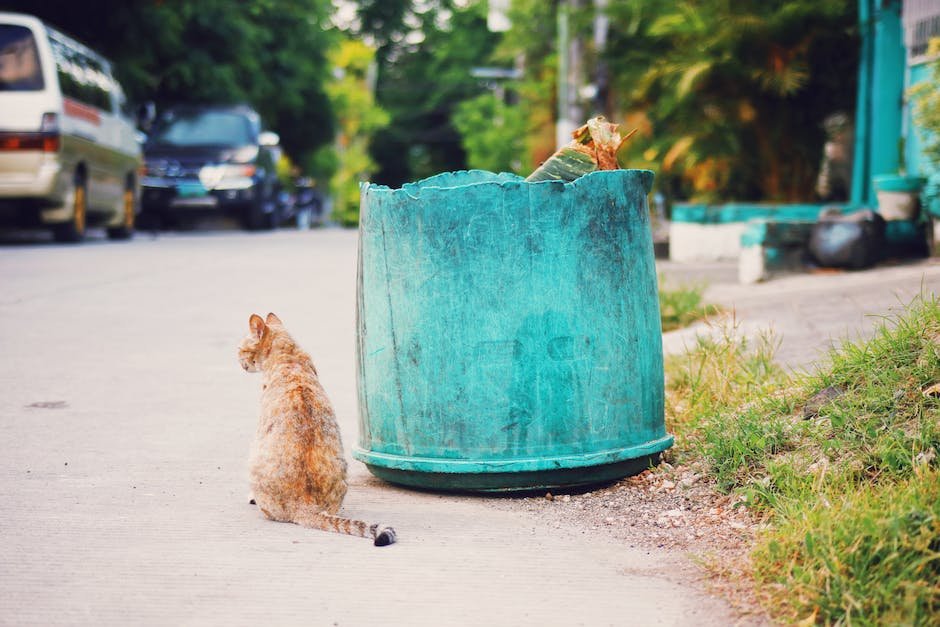 can cats have potato chips