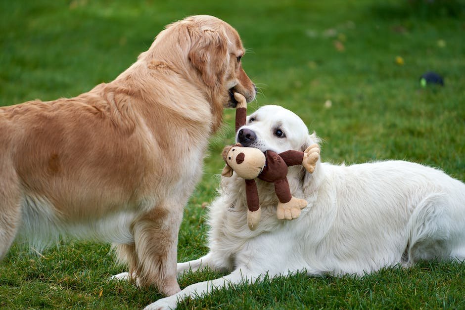 can-dogs-have-flour-tortillas-thetechycanuck