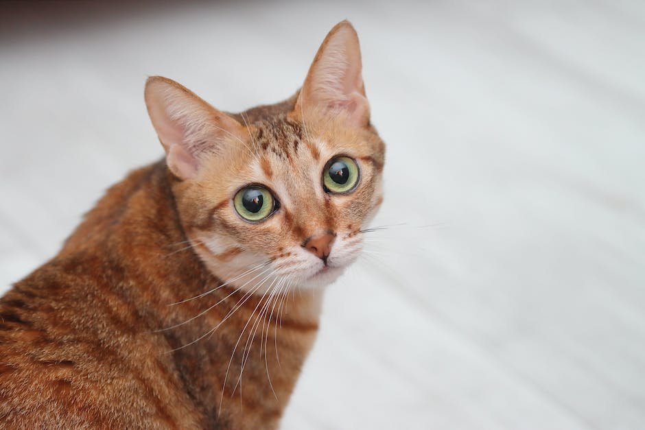 cat breeds with big eyes