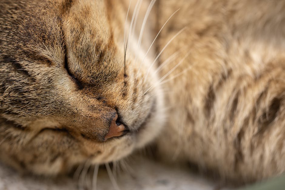 cat making noise while sleeping