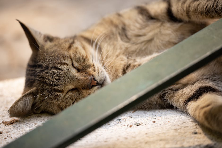 cat making noises while sleeping