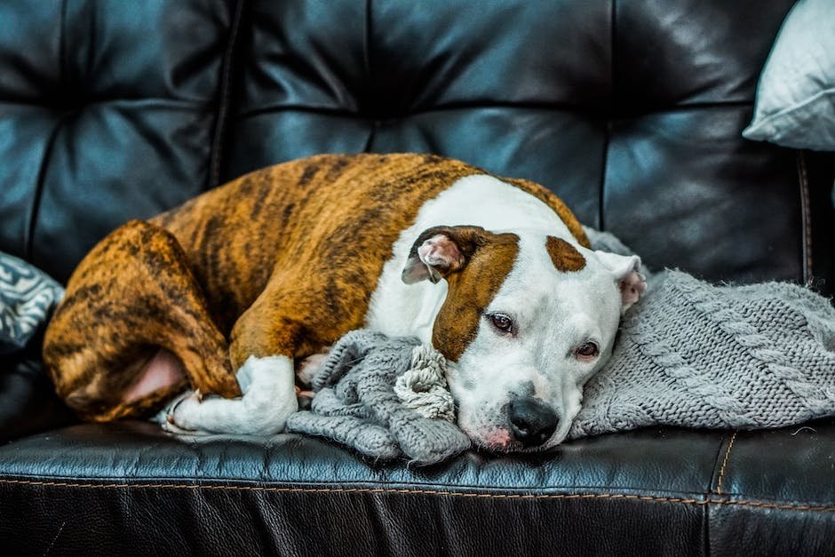 shar pei mixed with pitbull