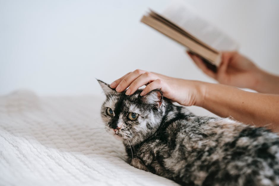 tabby cat with tufted ears