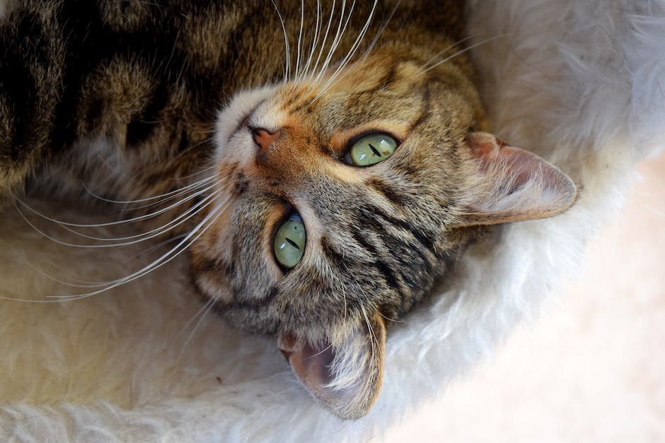tabby cat with tufted ears