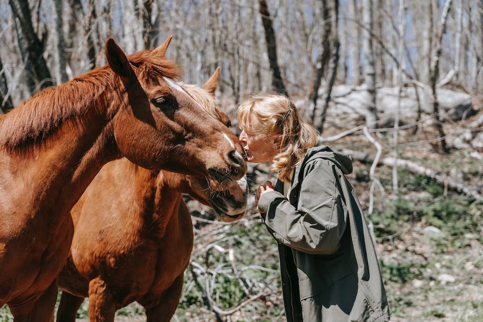 why are horses eyes covered