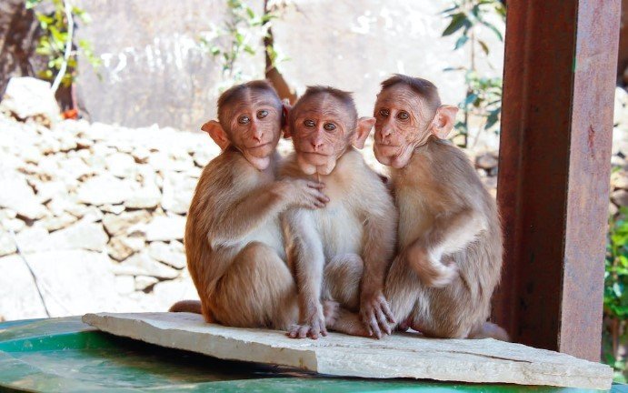 Needs of Pet Monkeys